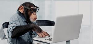 scimmia a computer